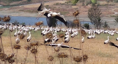 Leylekler sonbahar göçü öncesi Tekirdağ'da toplandı