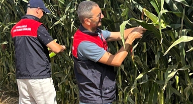 Lüleburgaz’da Silajlık Mısır Arazilerinde Kontrol Çalışmaları Başladı