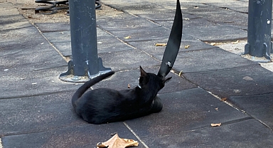 Oyun Parklarında Sürpriz Misafir: Minik Kedi Yavrusu 