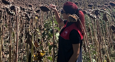 Pehlivanköy’de Ayçiçeği Tarlalarında Denetim ve İnceleme Çalışmaları