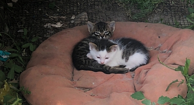 Sıcak Havalarda Sokak Kedileri Unutulmadı