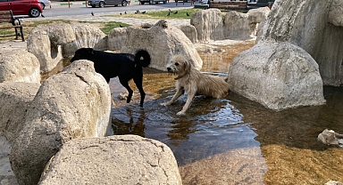 Sokak Hayvanları İçin Süs Havuzu Serinleme Alanı Oldu 