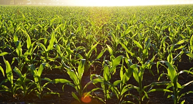 TÜİK: Tarımsal Girdi Fiyatları Haziran’da Yıllık %33,88 Arttı