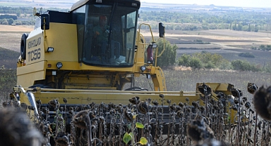 ‘Üreten Belediye’ Anlayışıyla Ayçiçeği Hasadı