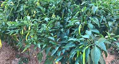 Yaz Aylarının Vazgeçilmezi Biberin Sağlığa Faydaları