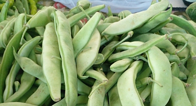 Yaz Mevsiminin Vazgeçilmezi Fasulye: Sağlık Deposu Lezzet