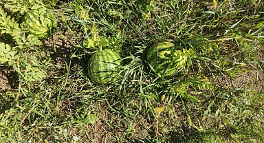 Yaz Sofralarını Şenlendirecek Karpuz Nasıl Seçilir?