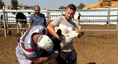 Babaeski'de Hayvancılık İşletmelerinde Serosurvey Çalışması