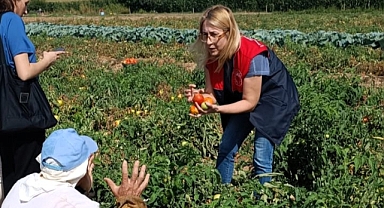 Domates Bahçelerinde Hastalık ve Zararlı Kontrolleri Yapıldı