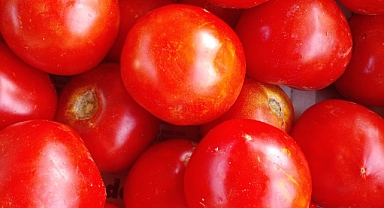 Domates: Sağlık ve Lezzetin Buluşma Noktası