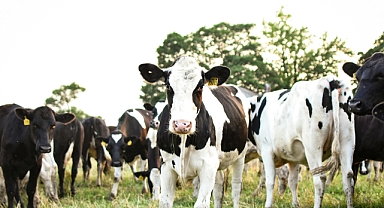 Hayvancılık Desteklerinde Büyük Artış