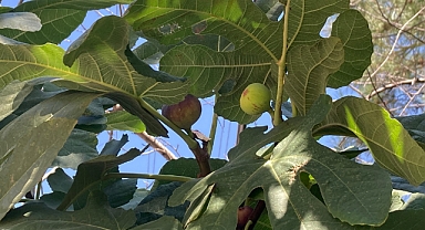 İncir Yaprağının Sağlığa Faydaları Saymakla Bitmiyor