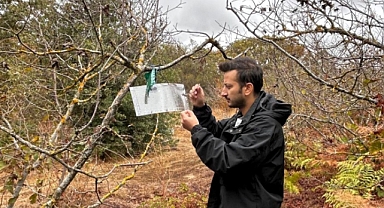 Kırklareli’nde Kahverengi Kokarca ile Mücadele Sürüyor
