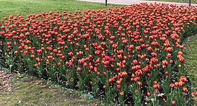 Lale Çiçeği Neden Bu Kadar Popüler?