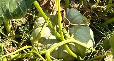 Pehlivanköy'de Balkabağı Kontrolleri Yapıldı