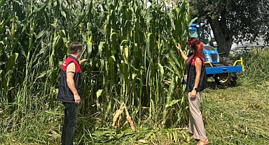 Pehlivanköy’de Silajlık Mısır Hasadı Başarıyla Tamamlandı