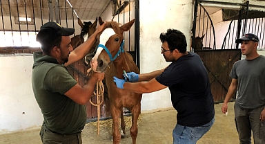 Safkan Atlar Mikroçip ile Kalıcı Olarak Kayıt Altına Alınıyor