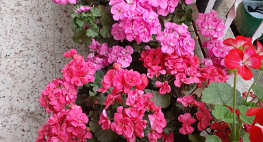 Sardunya Çiçeği: Bahçelerin ve Balkonların Vazgeçilmezi