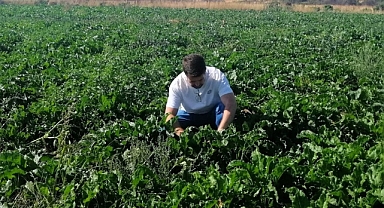 Şeker Pancarı Tarlalarında Saha Kontrolleri Yapıldı