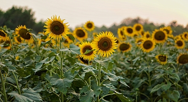 Trakya Birlik Ayçiçek Kesin Alım Fiyatlarını Açıkladı!