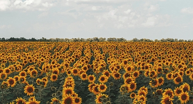 Trakya Birlik’ten Ayçiçek Yağı İddialarına Yanıt: “Manipülasyona İzin Vermeyeceğiz”