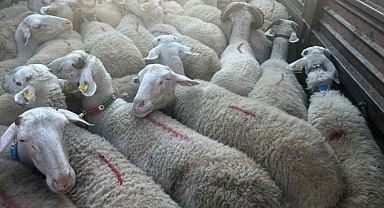 Trakya'ya Kaçak Hayvana Geçit Yok