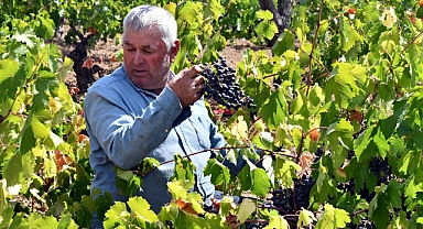 Ürettikleri üzüm suyunu Avrupa ülkelerine satıyorlar