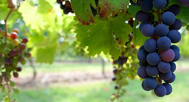 Üzümün Sağlık ve Lezzet Dolu Dünyası