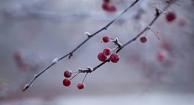 Zirai Don Hasarı İçin Çiftçilere Özel Destek Ödemesi
