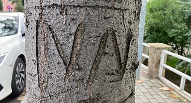 Ağaçlara Kazınan Harfler Zarar Veriyor 