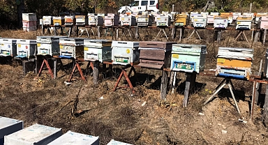 Arıcılığın Gelişimine Katkı