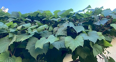 Asma Yaprağının Faydaları ve Besin Değerleri