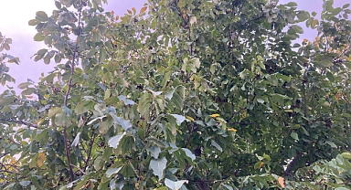 Ceviz Yetiştiriciliğinde 12 Aylık Bakım Takvimi 