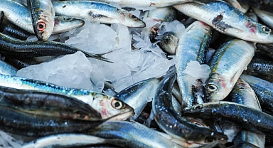 Ekim Ayında Hangi Balıklar Yenir? Sağlık ve Lezzet Bir Arada