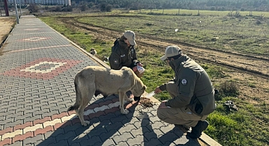 HAYDİ ekipleri, sokak hayvanları için mama bıraktı