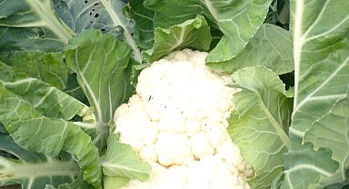 Karnabaharın Şaşırtan Faydaları: Lezzetli ve Şifa Dolu Bir Sebze