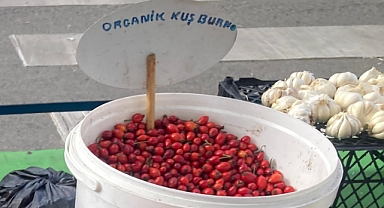 Kuşburnu: Doğanın Şifa Deposu