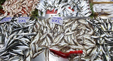 Mezgit Balığı Sofraların Yeni Gözdesi: Lezzet ve Sağlık Bir Arada