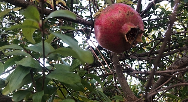 Nar: Sağlığın ve Lezzetin Simgesi