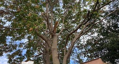 Özel Mülklerde Risk Devam Ediyor 