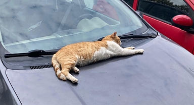 Soğuk Havada Kediler Araç Motorlarına Sığınıyor 