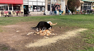 Soğuk Havada Sokak Hayvanlarına Duyarlı Destek 