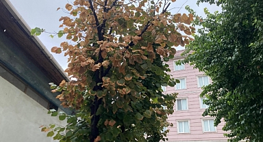 Sonbaharda Doğanın Renk Cümbüşü: Yapraklar Neden Renk Değiştirir?