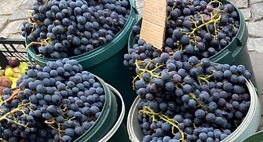 Üzümün Sağlığa Katkıları: Doğal Bir Antioksidan Kaynağı