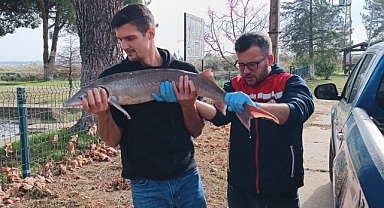 Ağlarına takılan nesli tükenme tehlikesindeki 'mersin balığı'nı yetkilere teslim etti