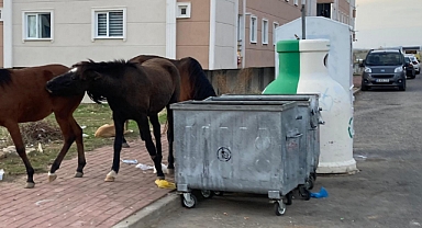 Atlar Çöp Konteynerlerinde Yiyecek Aramaya Başladı