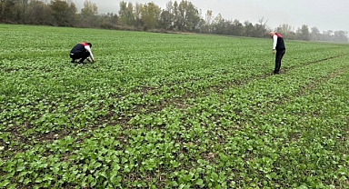 Babaeski’de Kanola Ekim Alanlarında Fenolojik Gözlemler Yapıldı