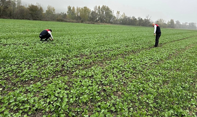 Babaeski’de Kanola Ekim Alanlarında Fenolojik Gözlemler Yapıldı