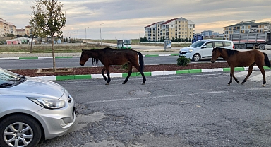 Başıboş Atlar Trafiği Tehlikeye Atıyor