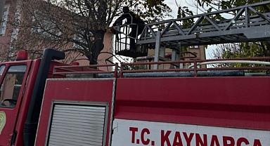 Kaynarca'da Elektrik Hatlarına Temas Eden Ağaçlar Budanıyor 